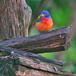 Family Birding