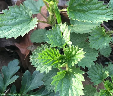 Foraging for Beginners Lecture with Maria Wesserle