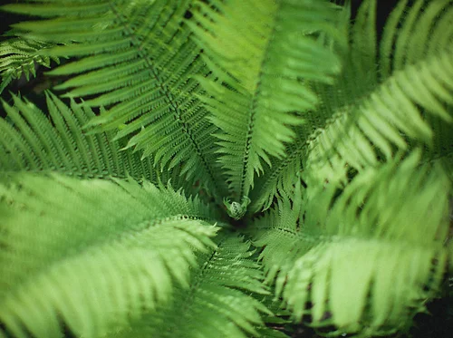 Fern Glade Tour