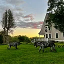 Stone Lions Farm