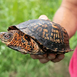 Animal Encounter: Reptiles Rule (for families, Ages 4+)