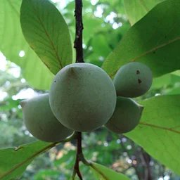 Pawpaw A Taste of the Susquehanna Banana