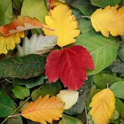 Fall Leaves Crafts Week