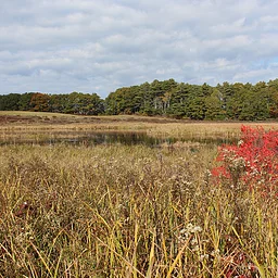 Guided hike at Salt Bay Farm Preserve