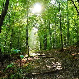 Midweek Nature Stroll