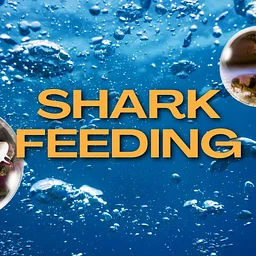 Shark Feeding