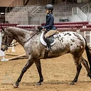 Florida All Breed Horse Show Series