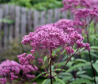 2026 Online Native Plant Sale