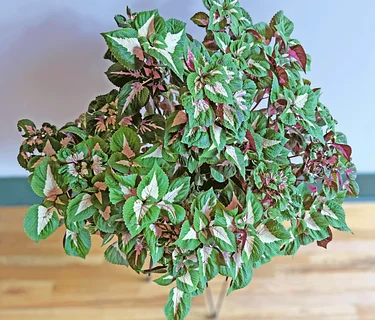 Echter’s Gals Night Out