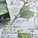 Eco-Family Programs: Nature Journaling