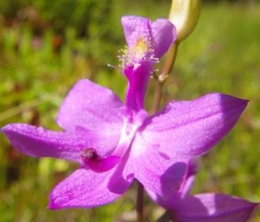 Wildflower Walk
