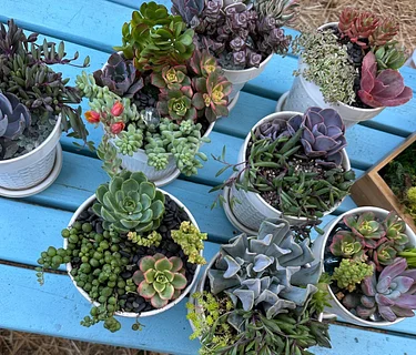 Succulent & Sip Workshop