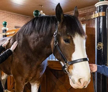 Grant’s Farm Animal All-Stars Lunch & Meet-and-Greet 2026