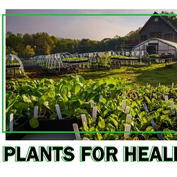 Plants for Healing and the Art of Saya Woolfalk at Crabtree Farms