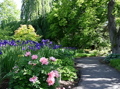 Evenings at the Arboretum – Oasis Under the Oaks