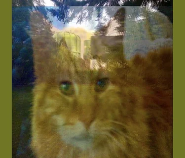 Live Music: Crème Repel and Jungle Mountain