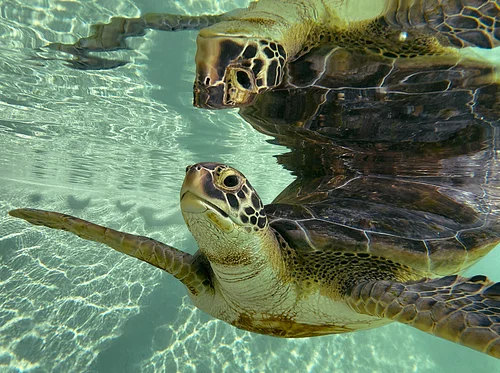 Sea Turtle Presentation