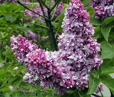 Ask a Horticulturist – Lilacs