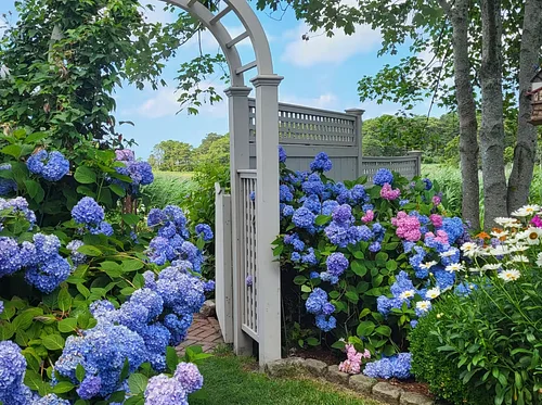 Cape Cod Hydrangea Festival