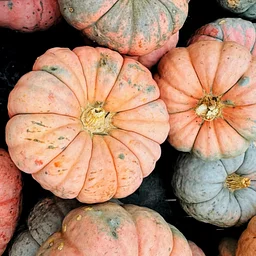 Harvest & Flow: Fall Qigong & Mindful Cooking