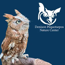 Owls of New England (Adults)