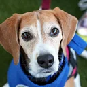 Paws and Tales at Allied Gardens/Benjamin Branch Library