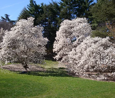 Early Spring Blooms Tour