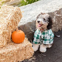 Barktoberfest