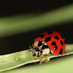 Pennsylvania Invasive Species: Lady Beetles – VIRTUAL LIVE WEBINAR