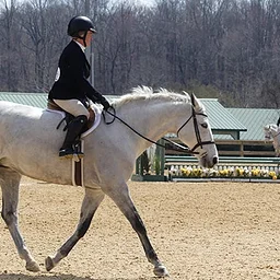 Colonial Classic Horse Show