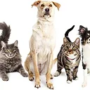 Anti Rabies Clinic – Sept. 20th