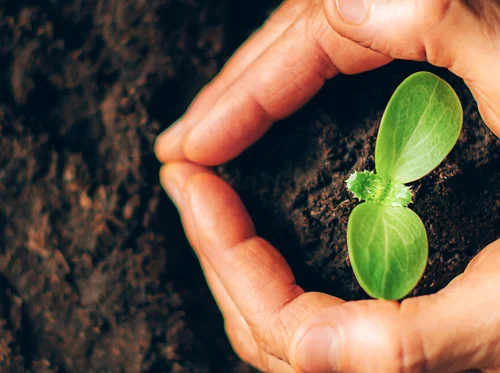 Pre-Plant Sale Fundraiser