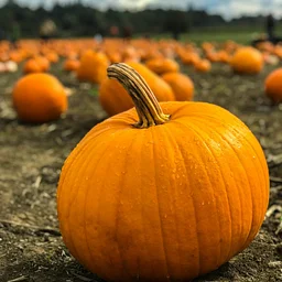 Pumpkin Science Activities!