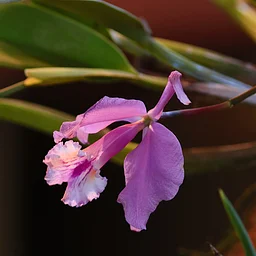 Triangle Orchid Society Fall for Orchids Show