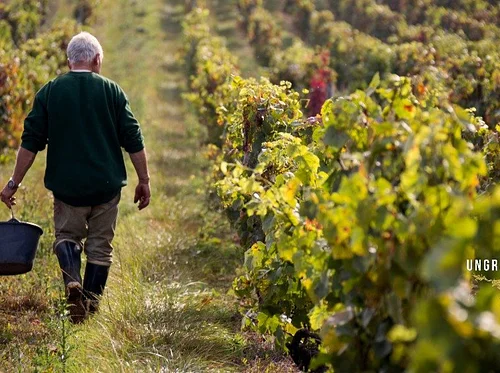 Foundations of Burgundy