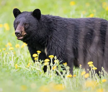 Bear Encounters and Hiking Safety Workshop