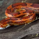 Nature at Night: Reptiles