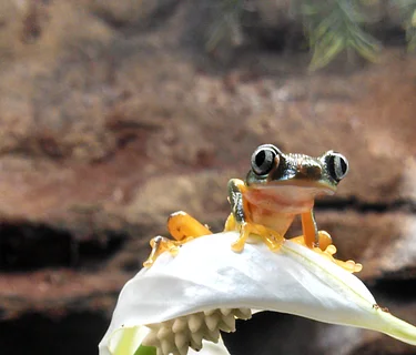 Nature Explorers – Rainforest Study