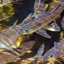Migration in Motion: Alewives and the Fish Ladder at Damariscotta Mills