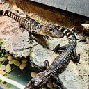 Tales and Scales: Alligator Encounter