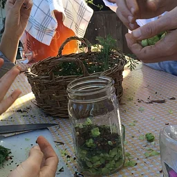 Tea Glee: How to Harvest & Blend Local Herbal Teas