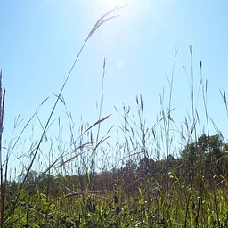 Wildflowers in the Prairie