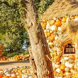 Pumpkins After Hours: A Sensory-Friendly Evening at the Dallas Arboretum