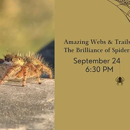 Amazing Webs & Trails: The Brilliance of Spiders