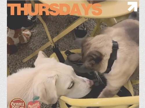 Dogs Only Social Club