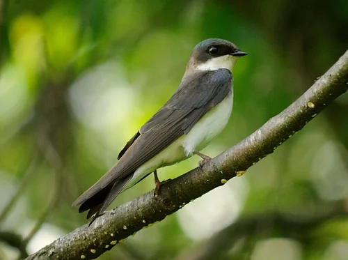 Birding Walk