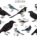 Corvids! At the Lake of the Sky Amphitheater at Taylor Creek