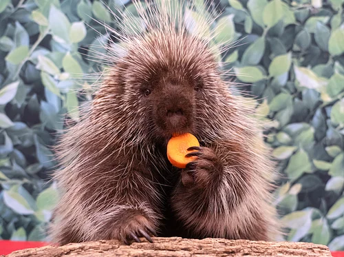 Nature Explorers – Animal Nutrition