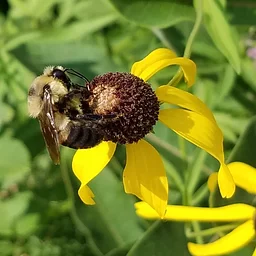 Fall Bees