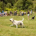 Summer Dog Party